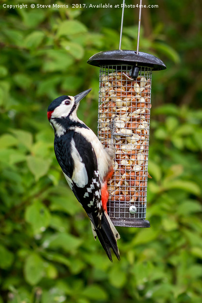 Great Spotted Woodpecker Picture Board by Steve Morris