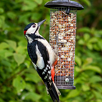 Buy canvas prints of Great Spotted Woodpecker by Steve Morris