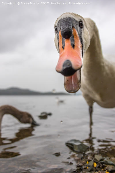 Swan - Derwent Water Picture Board by Steve Morris