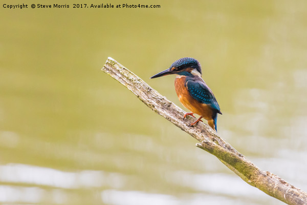 Kingfisher Picture Board by Steve Morris