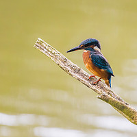 Buy canvas prints of Kingfisher by Steve Morris