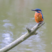 Buy canvas prints of Kingfisher by Steve Morris