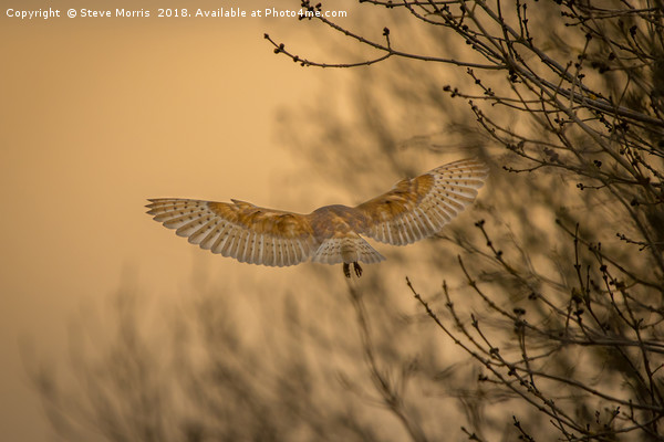 Barn Owl at Sunset Picture Board by Steve Morris