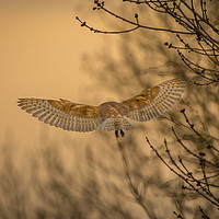 Buy canvas prints of Barn Owl at Sunset by Steve Morris