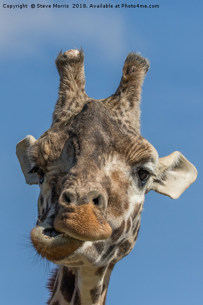 Giraffe Picture Board by Steve Morris