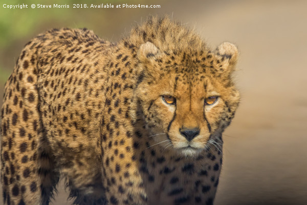 Cheetah Picture Board by Steve Morris