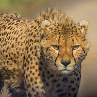 Buy canvas prints of Cheetah by Steve Morris