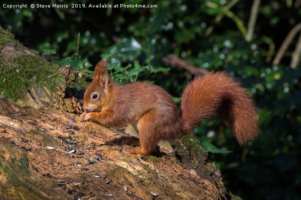Red Squirrel Picture Board by Steve Morris