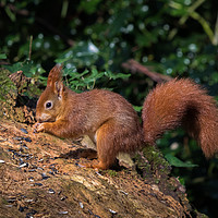 Buy canvas prints of Red Squirrel by Steve Morris