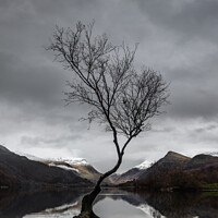 Buy canvas prints of Lonely Tree by Steve Morris
