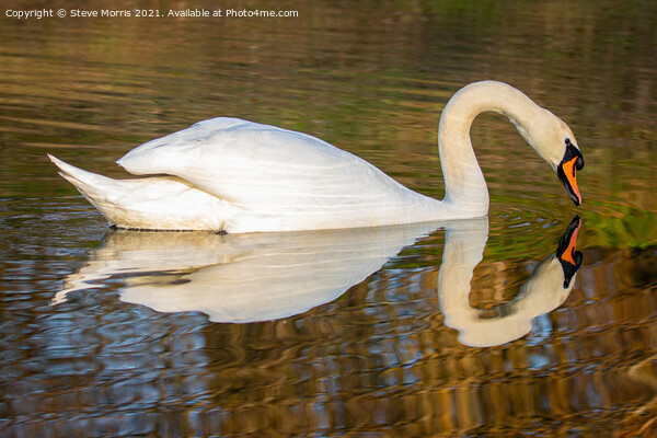 Reflective Swan Picture Board by Steve Morris