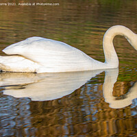 Buy canvas prints of Reflective Swan by Steve Morris