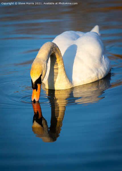 Mute Swan  Picture Board by Steve Morris