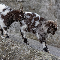 Buy canvas prints of Welsh Mountain Goats by Steve Morris