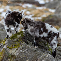 Buy canvas prints of Welsh Mountain Goats by Steve Morris