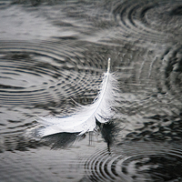 Buy canvas prints of  Swan feather by Karl Burrill