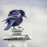 Buy canvas prints of  Crow by Karl Burrill