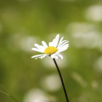 Buy canvas prints of  Daisy by Karl Burrill