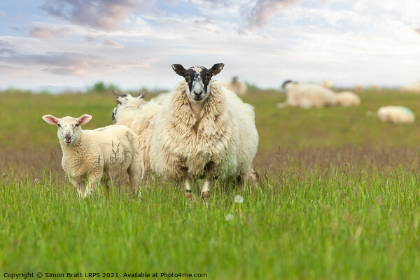 Mother sheep ewe and baby lamb face on Picture Board by Simon Bratt LRPS