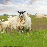 Buy canvas prints of Mother sheep ewe and baby lamb face on by Simon Bratt LRPS