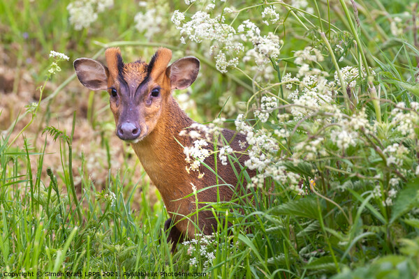 Muntjac deer looking through cow parsley hedge in Norfolk UK Picture Board by Simon Bratt LRPS
