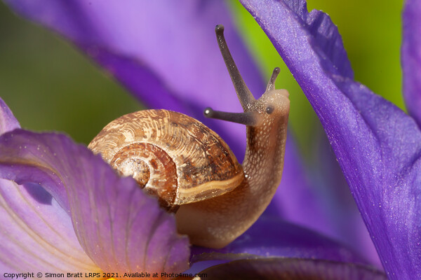 Cute garden snail on purple flower Picture Board by Simon Bratt LRPS