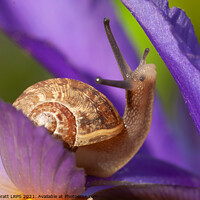Buy canvas prints of Cute garden snail on purple flower by Simon Bratt LRPS