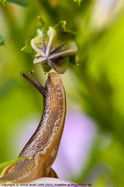 Cute garden snail close up sniffing a flower bud Picture Board by Simon Bratt LRPS