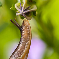 Buy canvas prints of Cute garden snail close up sniffing a flower bud by Simon Bratt LRPS