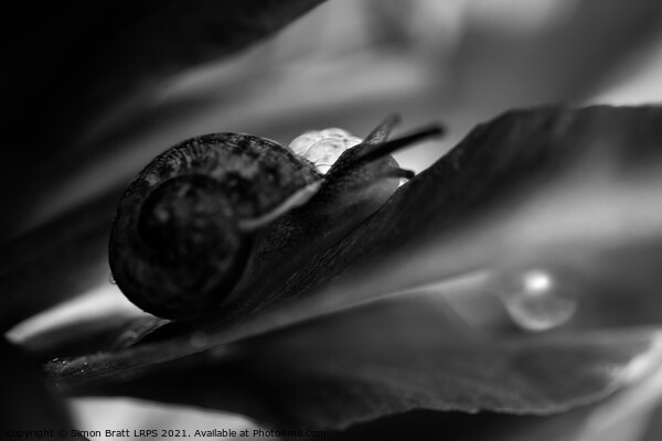 Garden snail abstract hiding in black and white Picture Board by Simon Bratt LRPS