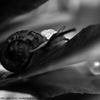 Buy canvas prints of Garden snail abstract hiding in black and white by Simon Bratt LRPS