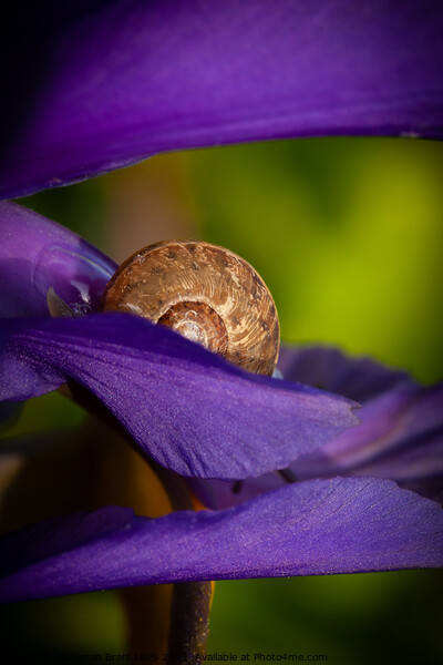 Hiding snail closeup on purple flower Picture Board by Simon Bratt LRPS