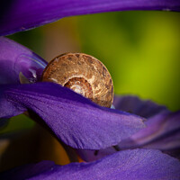 Buy canvas prints of Hiding snail closeup on purple flower by Simon Bratt LRPS