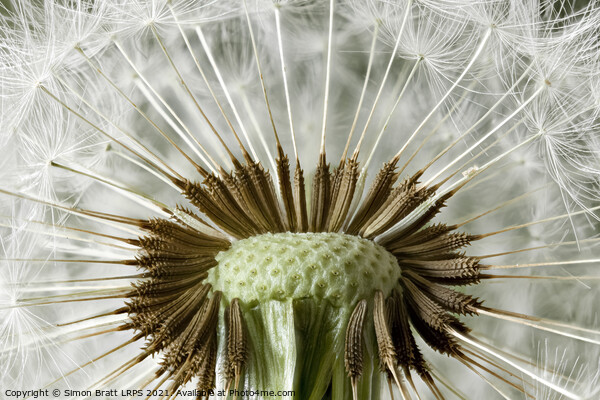 Inside a dandelion seed head macro Picture Board by Simon Bratt LRPS