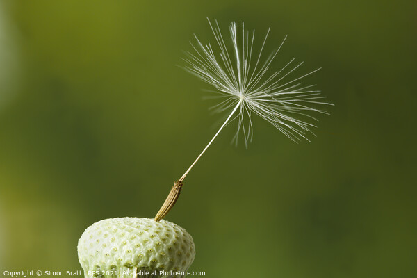 Dandelion head with one seed attached Picture Board by Simon Bratt LRPS
