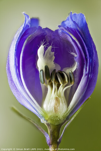 Inside a Delphinium flower bud macro Picture Board by Simon Bratt LRPS