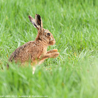 Buy canvas prints of Wild hare close up washing paws by Simon Bratt LRPS