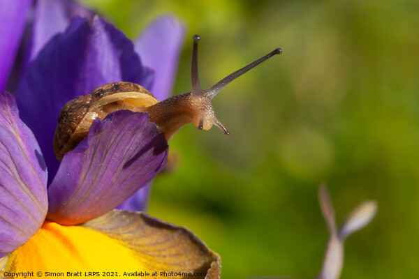 Snail close up on Purple Iris flower Picture Board by Simon Bratt LRPS