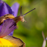 Buy canvas prints of Snail close up on Purple Iris flower by Simon Bratt LRPS