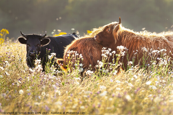 Two highland cows together in a meadow Picture Board by Simon Bratt LRPS