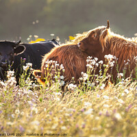 Buy canvas prints of Two highland cows together in a meadow by Simon Bratt LRPS