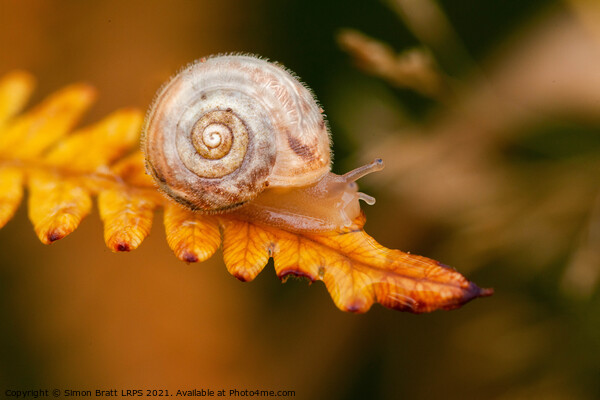 Small cute snail on golden fern leaf Picture Board by Simon Bratt LRPS