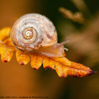 Buy canvas prints of Small cute snail on golden fern leaf by Simon Bratt LRPS