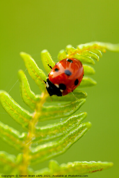 Ladybird bug close up on fern Picture Board by Simon Bratt LRPS
