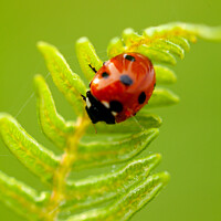 Buy canvas prints of Ladybird bug close up on fern by Simon Bratt LRPS