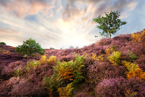 Purple heather sunrise at Roydon Common Norfolk Picture Board by Simon Bratt LRPS