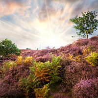 Buy canvas prints of Purple heather sunrise at Roydon Common Norfolk by Simon Bratt LRPS