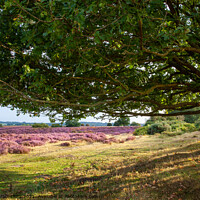 Buy canvas prints of Oak tree view to purple heather fields Norfolk by Simon Bratt LRPS