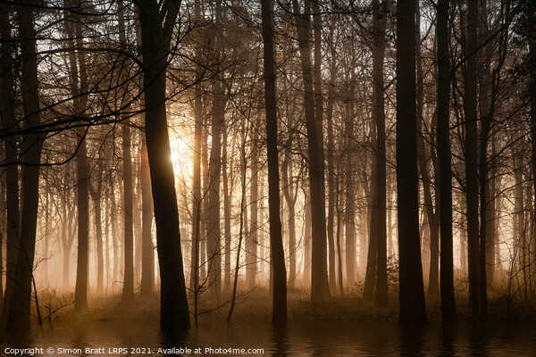 Winter forest at sunrise with mist and fog Picture Board by Simon Bratt LRPS
