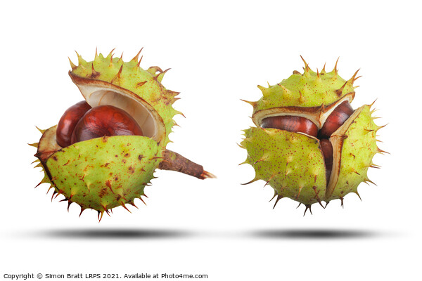 Two conkers opening isolated on white Picture Board by Simon Bratt LRPS